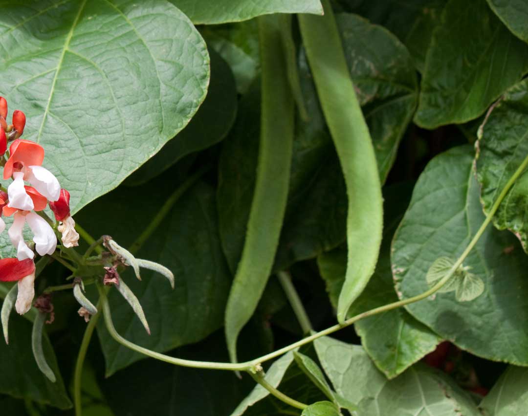 Robson's Greenhouse - What's in Season - Vegetables